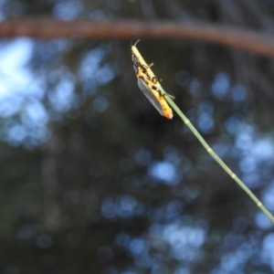 Chauliognathus lugubris at Balgowlah Heights, NSW - 9 Mar 2023