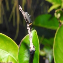 Chauliognathus lugubris at Balgowlah Heights, NSW - 9 Mar 2023