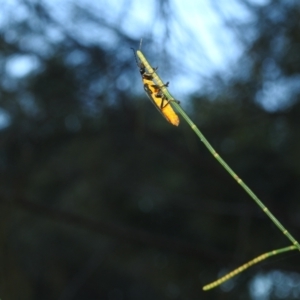 Chauliognathus lugubris at Balgowlah Heights, NSW - 9 Mar 2023 06:01 PM