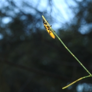 Chauliognathus lugubris at Balgowlah Heights, NSW - 9 Mar 2023