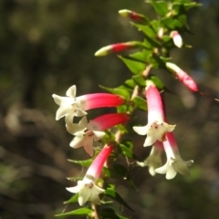 Epacris longiflora (Fuchsia Heath) at Sydney Harbour National Park - 9 Mar 2023 by YumiCallaway