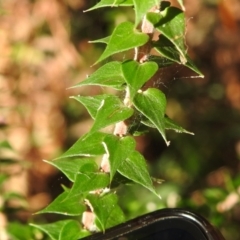 Epacris longiflora at Clontarf, NSW - 9 Mar 2023 04:43 PM