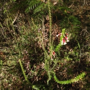 Epacris longiflora at Clontarf, NSW - 9 Mar 2023 04:43 PM