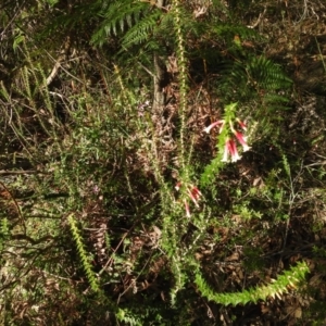 Epacris longiflora at Clontarf, NSW - 9 Mar 2023 04:43 PM