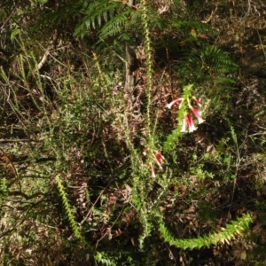 Epacris longiflora at Clontarf, NSW - 9 Mar 2023