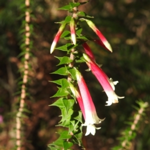 Epacris longiflora at Clontarf, NSW - 9 Mar 2023