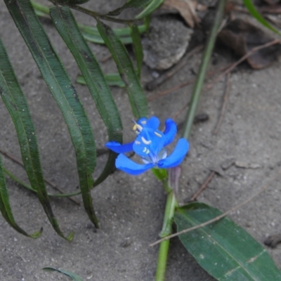 Commelina cyanea (Scurvy Weed) at Seaforth, NSW - 9 Mar 2023 by YumiCallaway