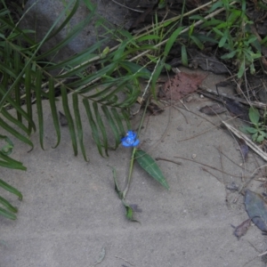 Commelina cyanea at Seaforth, NSW - 9 Mar 2023 03:41 PM