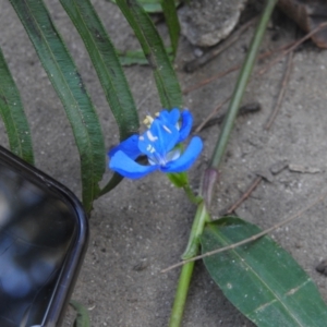 Commelina cyanea at Seaforth, NSW - 9 Mar 2023 03:41 PM