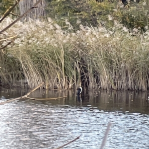 Microcarbo melanoleucos at Queanbeyan East, NSW - 29 May 2023