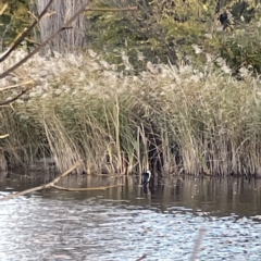 Microcarbo melanoleucos at Queanbeyan East, NSW - 29 May 2023