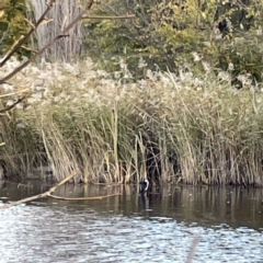 Microcarbo melanoleucos at Queanbeyan East, NSW - 29 May 2023