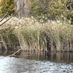 Microcarbo melanoleucos at Queanbeyan East, NSW - 29 May 2023