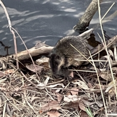 Hydromys chrysogaster (Rakali or Water Rat) at Queanbeyan East, NSW - 29 May 2023 by Hejor1