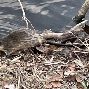 Hydromys chrysogaster at Queanbeyan East, NSW - 29 May 2023