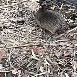 Hydromys chrysogaster at Queanbeyan East, NSW - 29 May 2023