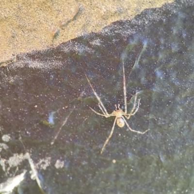 Cryptachaea gigantipes (White porch spider) at Queanbeyan River - 29 May 2023 by Hejor1