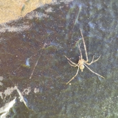 Cryptachaea gigantipes at Queanbeyan East, NSW - 29 May 2023