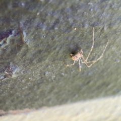 Cryptachaea gigantipes at Queanbeyan East, NSW - 29 May 2023