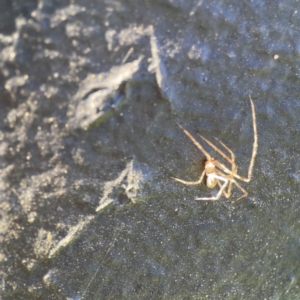 Cryptachaea gigantipes at Queanbeyan East, NSW - 29 May 2023