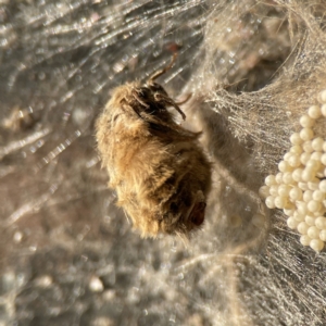 Orgyia anartoides at Queanbeyan, NSW - 29 May 2023