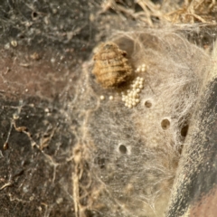 Orgyia anartoides at Queanbeyan, NSW - 29 May 2023 03:58 PM