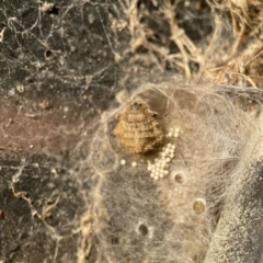 Orgyia anartoides at Queanbeyan, NSW - 29 May 2023