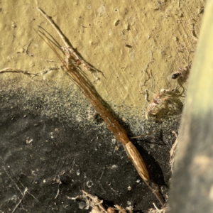 Tetragnatha sp. (genus) at Queanbeyan East, NSW - 29 May 2023