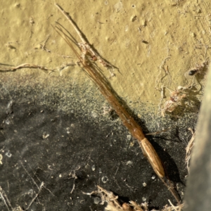 Tetragnatha sp. (genus) at Queanbeyan East, NSW - 29 May 2023