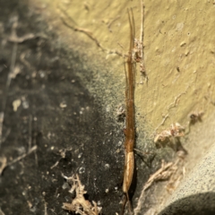 Tetragnatha sp. (genus) at Queanbeyan East, NSW - 29 May 2023