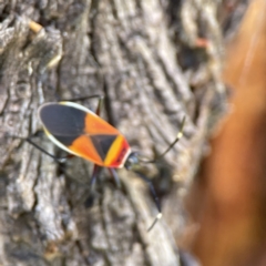 Dindymus versicolor (Harlequin Bug) at QPRC LGA - 29 May 2023 by Hejor1