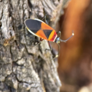 Dindymus versicolor at Queanbeyan East, NSW - 29 May 2023