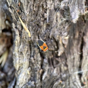 Dindymus versicolor at Queanbeyan East, NSW - 29 May 2023