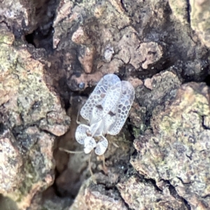 Corythucha ciliata at Queanbeyan East, NSW - 29 May 2023