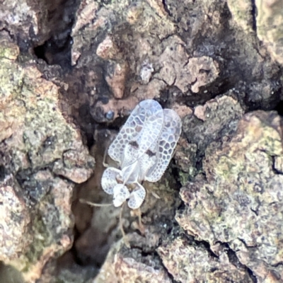 Corythucha ciliata (Sycamore Lace Bug) at QPRC LGA - 29 May 2023 by Hejor1