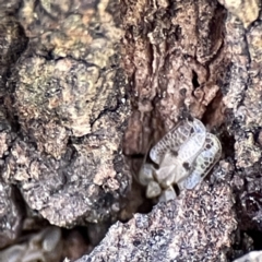 Corythucha ciliata at Queanbeyan East, NSW - 29 May 2023