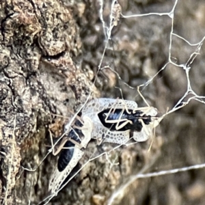 Corythucha ciliata at Queanbeyan East, NSW - 29 May 2023