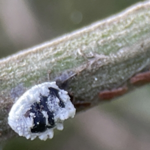 Melanococcus sp. (genus) at Queanbeyan, NSW - 29 May 2023