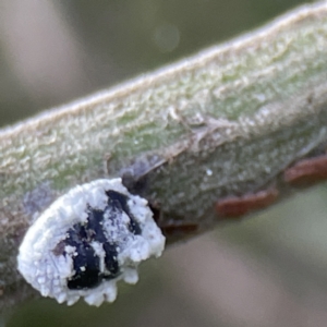 Melanococcus sp. (genus) at Queanbeyan, NSW - 29 May 2023 03:08 PM