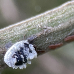 Monophlebulus sp. (genus) at Queanbeyan, NSW - 29 May 2023 by Hejor1