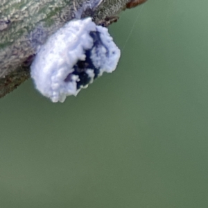 Melanococcus sp. (genus) at Queanbeyan, NSW - 29 May 2023