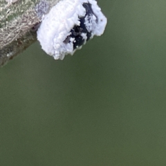 Melanococcus sp. (genus) at Queanbeyan, NSW - 29 May 2023