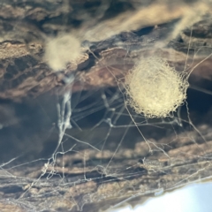 Australomimetus sp. (genus) (Unidentified Pirate spider) at QPRC LGA - 29 May 2023 by Hejor1