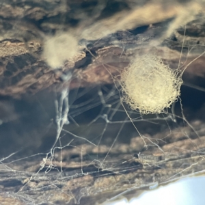 Australomimetus sp. (genus) at Queanbeyan East, NSW - 29 May 2023