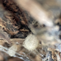 Australomimetus sp. (genus) at Queanbeyan East, NSW - 29 May 2023