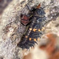 Harmonia conformis (Common Spotted Ladybird) at Queanbeyan River - 29 May 2023 by Hejor1