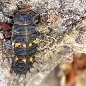 Harmonia conformis at Queanbeyan East, NSW - 29 May 2023