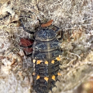 Harmonia conformis at Queanbeyan East, NSW - 29 May 2023