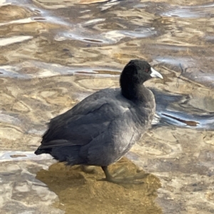 Fulica atra at Queanbeyan, NSW - 29 May 2023