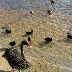 Fulica atra at Queanbeyan, NSW - 29 May 2023